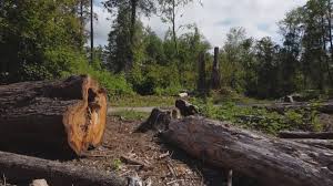 Best Utility Line Clearance  in Crivitz, WI