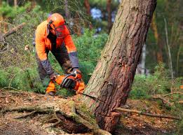 Best Lawn Pest Prevention  in Crivitz, WI