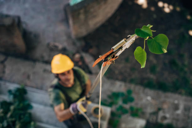 Tree and Shrub Care in Crivitz, WI