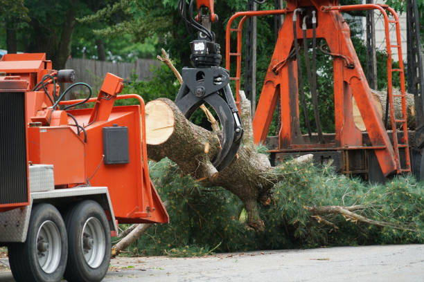 Best Tree Health Inspection  in Crivitz, WI