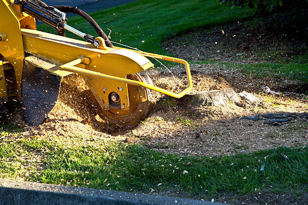 Best Emergency Tree Removal  in Crivitz, WI