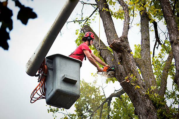  Crivitz, WI Tree Services Pros