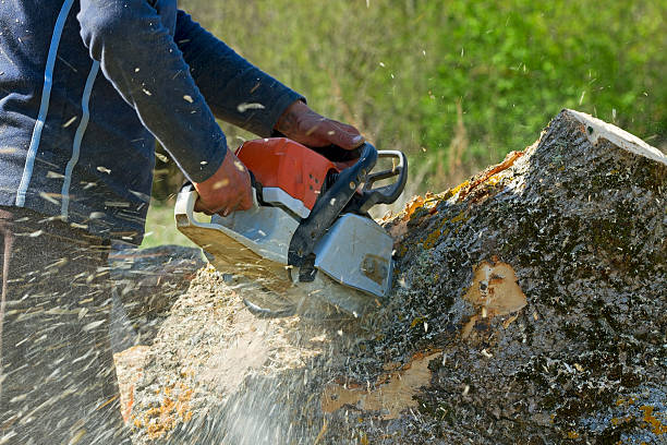 Professional Tree Services in Crivitz, WI