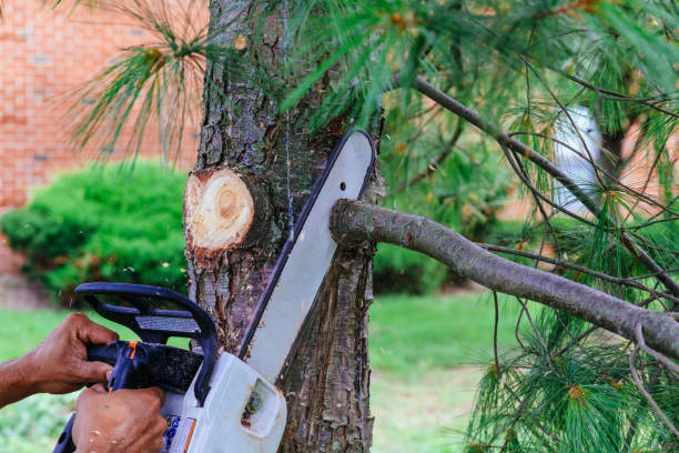 Best Hedge Trimming  in Crivitz, WI